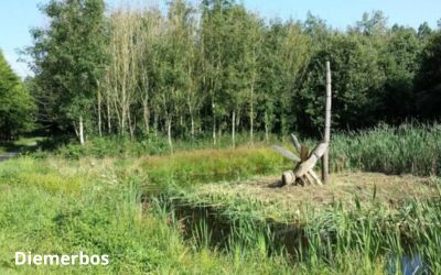 libelle diemerbos canva