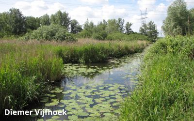 Diemer Vijfhoek 1 canva