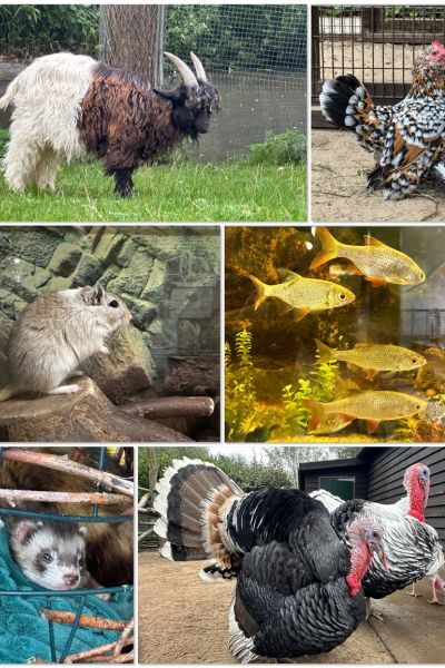 Bijlmerweide 2 canva