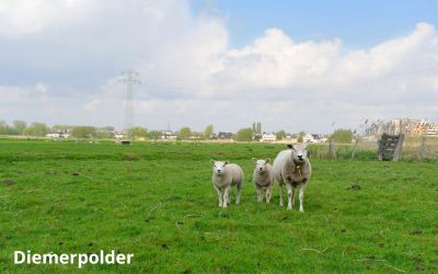 Diemerpolder canva