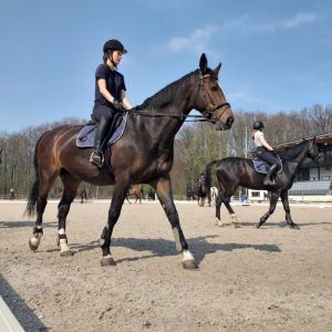 paardensport Canva